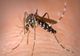 Alertă West Nile, virusul purtat de țânțari. 3 români au murit în ultima săptămână. Care sunt simptomele?