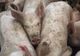 Criză agricolă majoră: aproape 10.000 de porci uciși din cauza unui focar de febră aftoasă