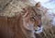 COPIL MUȘCAT DE UN LIGRU LA ZOO ZAHAREȘTI